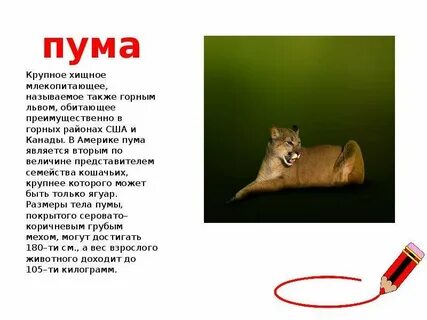 Млекопитающее семейства кошачьих пума кроссворд