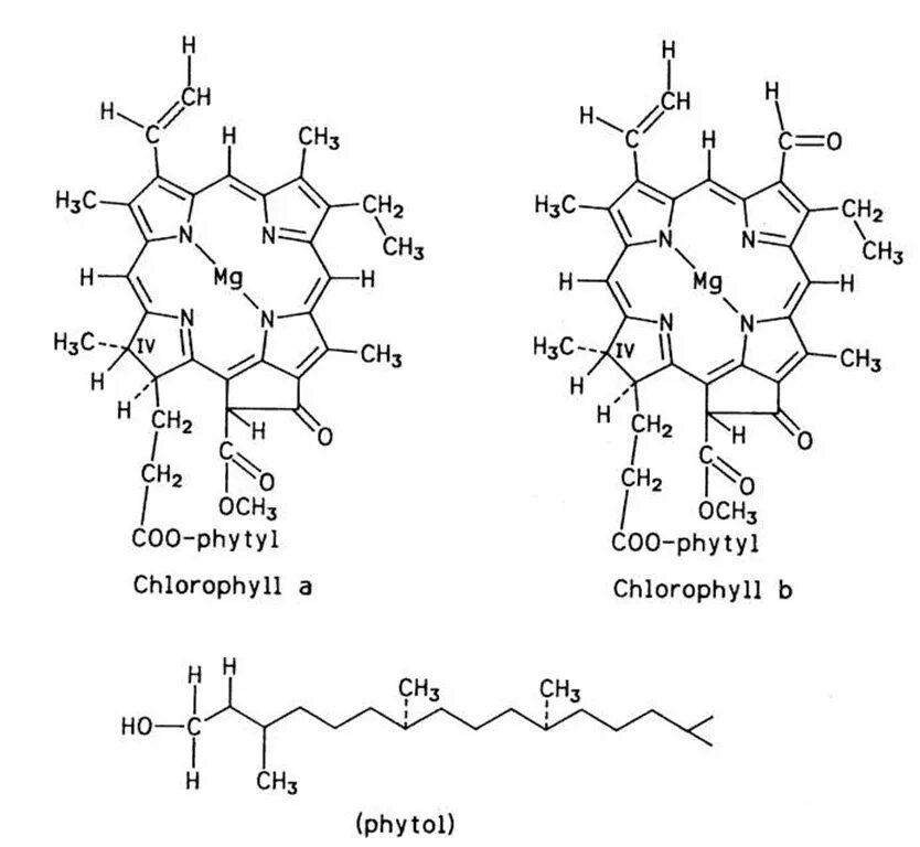 Хлорофилл а. Структура хлорофилла. Феофитин формула. Хлорофилл структурная формула. Хлорофилл и другие пигменты.