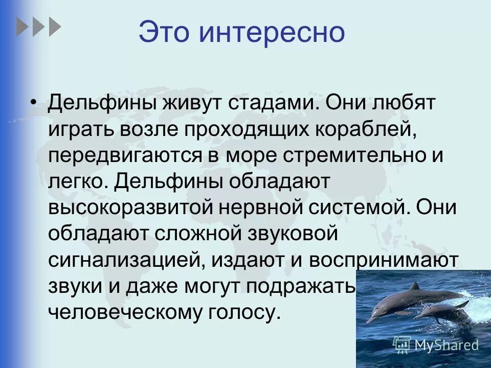 Дельфины живут лет. Интересные факты о дельфинах черного моря. Дельфины интересные факты. Дельфин черного моря описание.