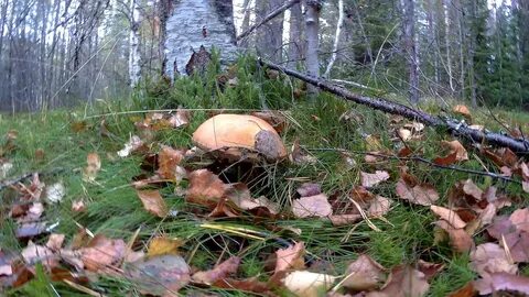 Грибной видео