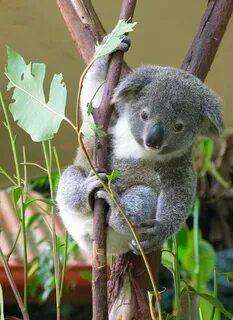 Маленькая коала