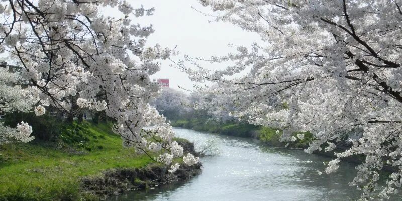 Апрель 2024 картинка. Япония Сакура. Сакура и Фудзияма. Сакура канал. Япония, водопад, Сакура.