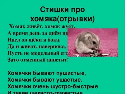 Как правильно пишется хомячок