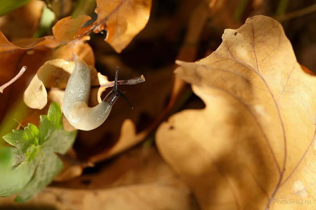 Slug field