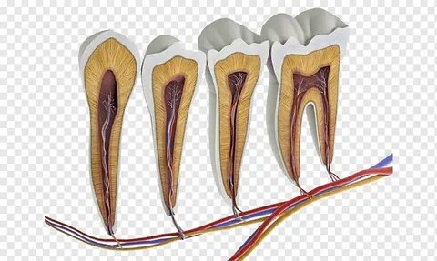 Есть ли в зубах нервы