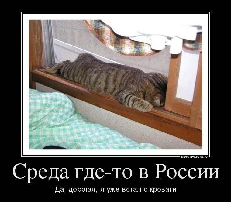 Утро работа среда. Демотиваторы про среду смешные. котики среда. среда приколы. смешное про среду.