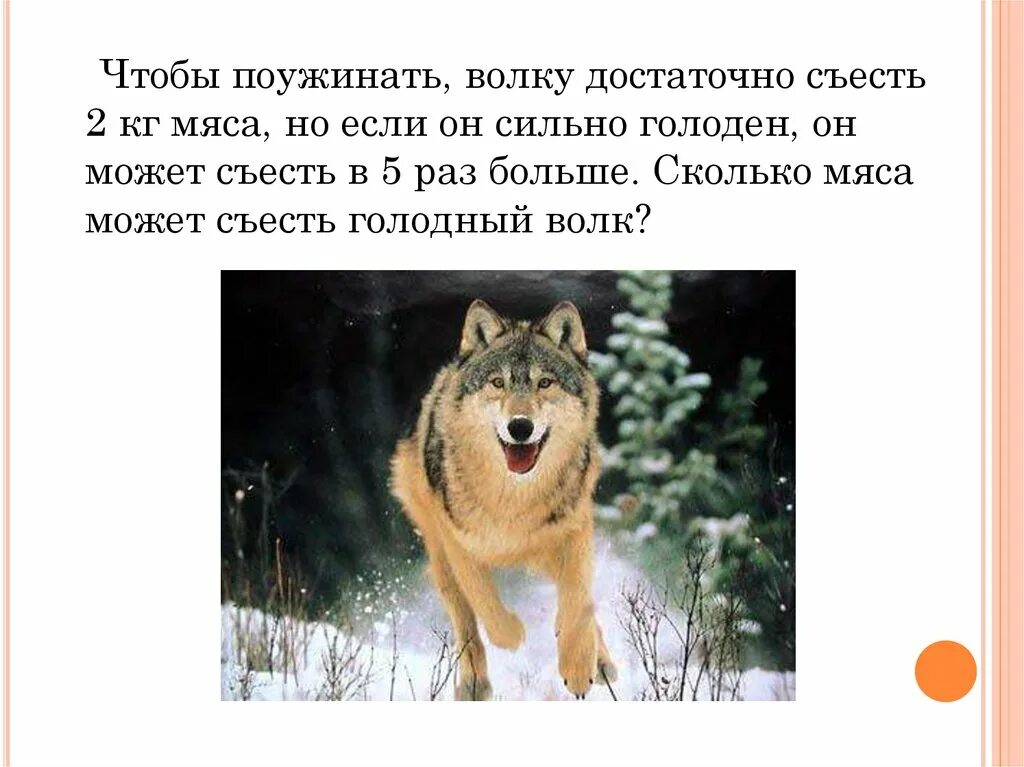 Волков сколько часов. Толстый волк. Сколько может съесть волк.