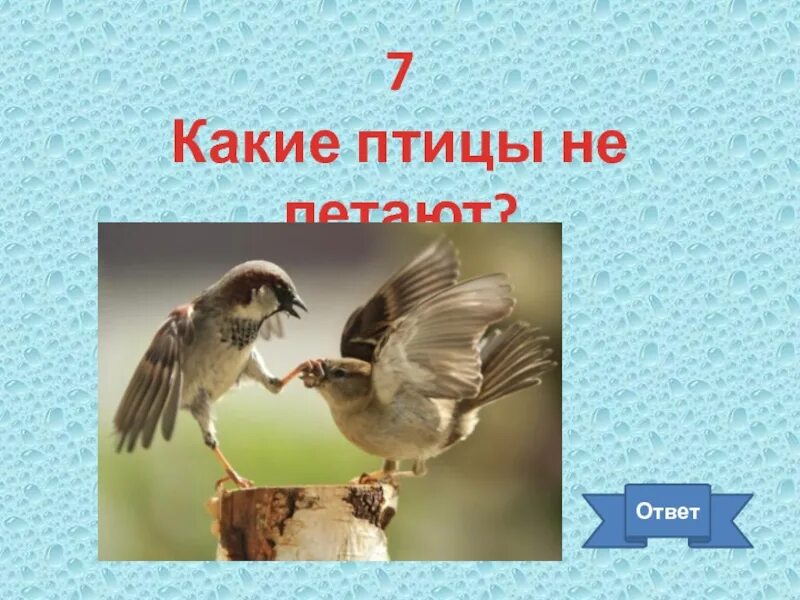 Какое животное летает но не птица. Какое животное летает но не птица