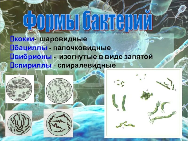 Бактерии изогнутой формы носят название. Палочковидные бактерии. Бактерии в виде запятой. Палочковидные бактерии виды. Шаровидные, палочковидные, спиралевидные, в виде запятой..