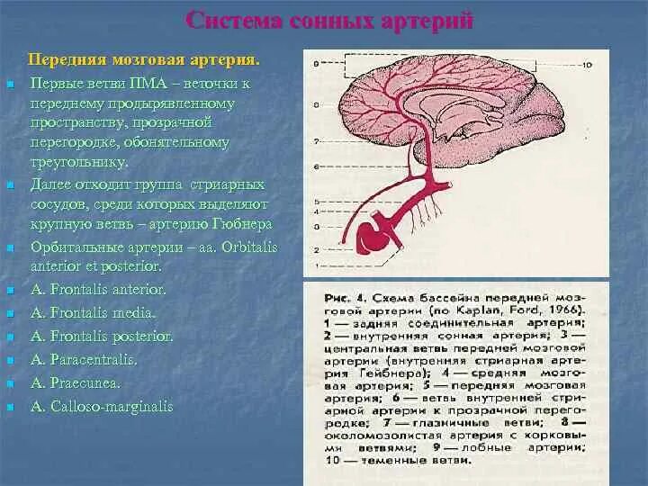 Передняя мозговая Артеи я. Передняя мозговая артерия. Передняя мозговая артерия ветви. Передняя артерия сосудистого сплетения.