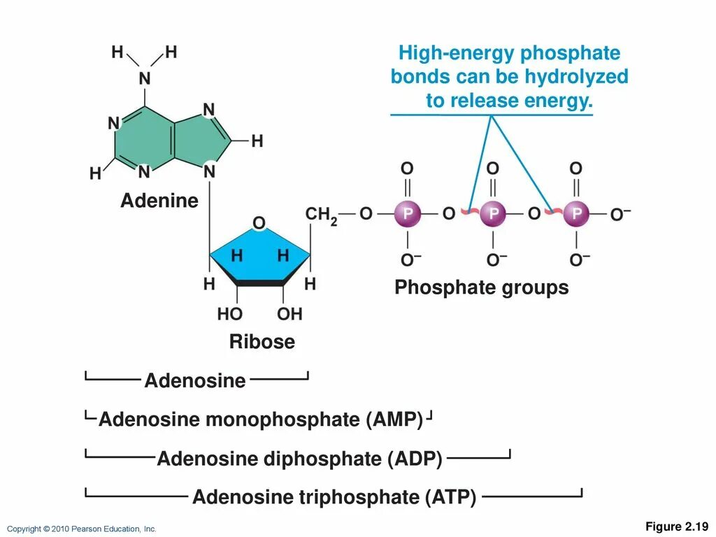 ATP adenosine triphosphate. Аденин и аденозин. Аденин фосфат. Аденозин структура. Аденин рибоза три