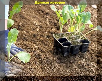 Высадка рассады в открытый грунт мае 2024