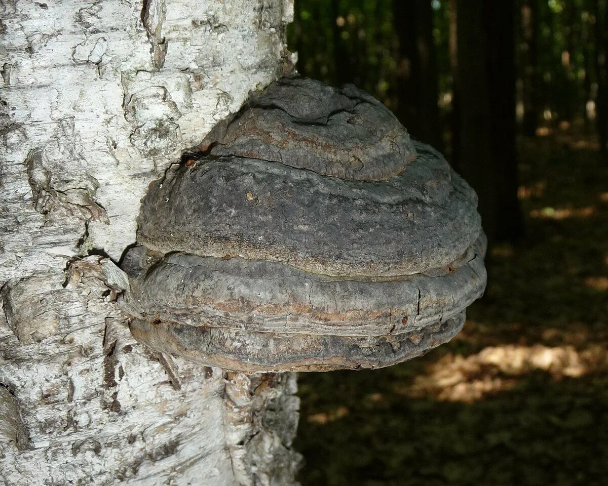 Трутовик ложноберезовый. Трутовик обыкновенный fomes fomentarius. Трутовик берёзовый трутовики. Гриб трутовик березовый.