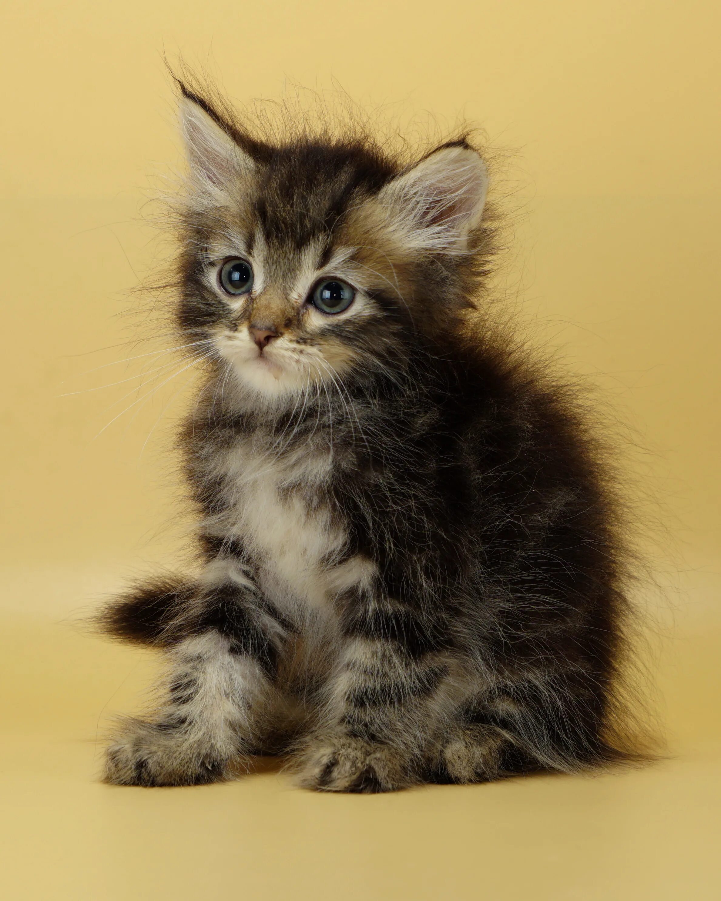 Как выглядит сибирский котенок. Сибирская кошка котята. Сибиряк порода кошек. Сибирский табби. Котята сибирской породы.