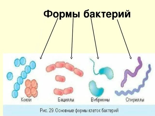 Название 3 бактерий. Формы бактериальных клеток схема. Формы бактериальных клеток 5 класс биология. Схема формы бактерий 7клпсс. Формы бактерий 5 класс рисунок.