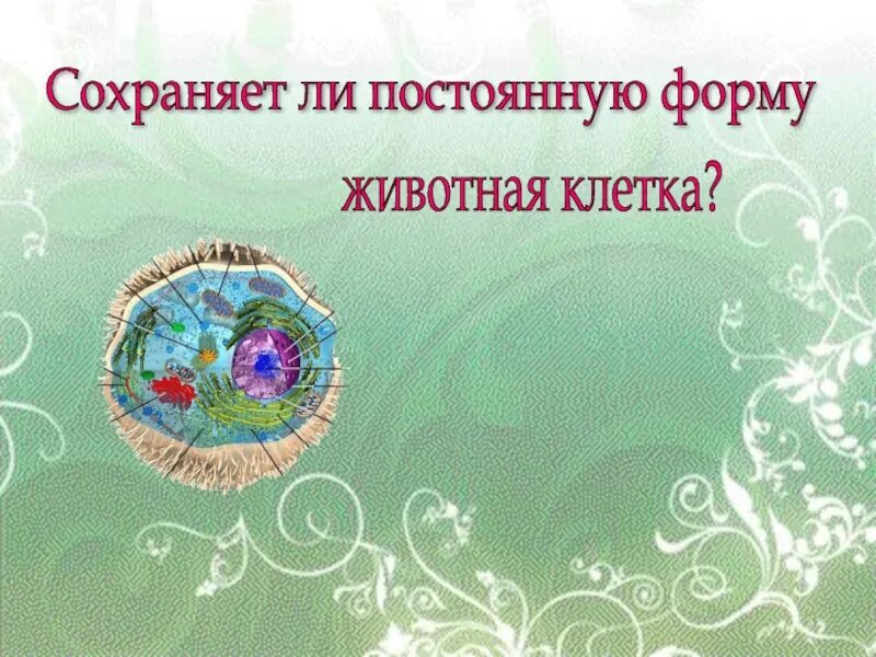 Поддерживает постоянную форму клетки. Страна клетка. животные клетки которых сохраняют постоянную форму.