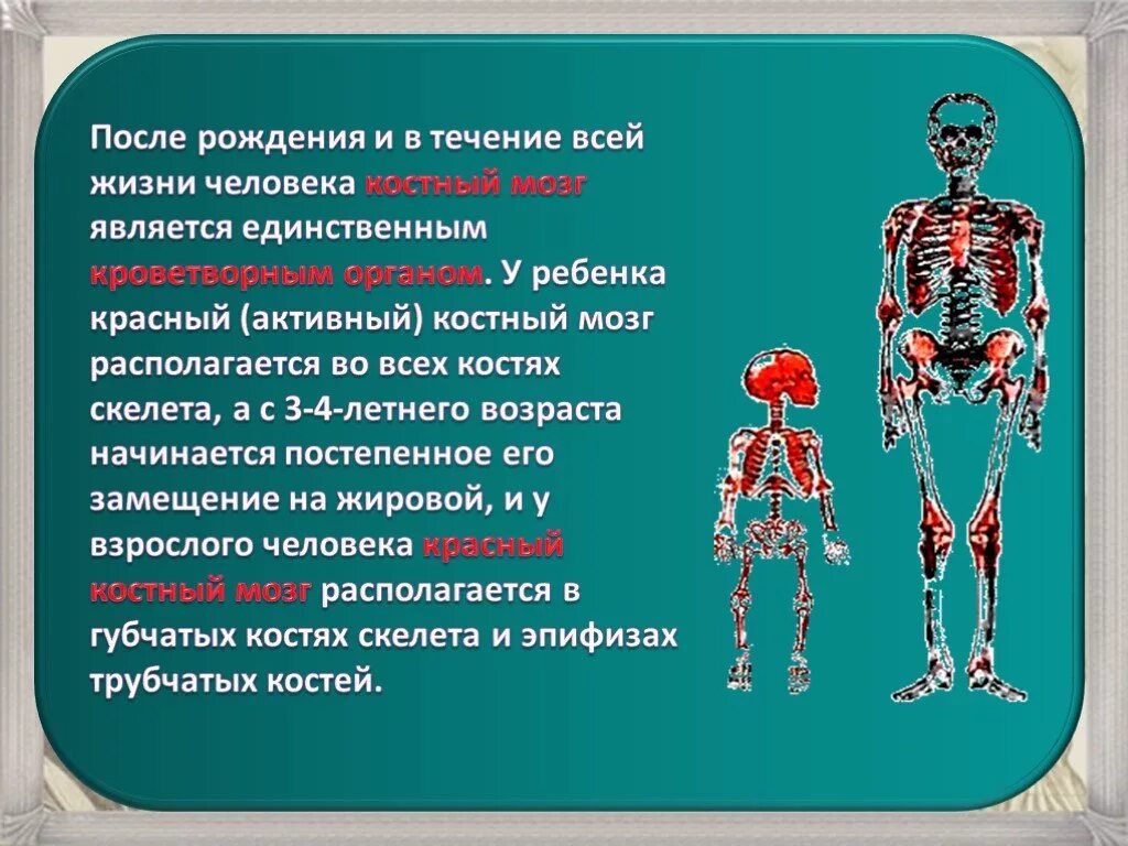 Костный мозг где находится. Красный костный мозг скелет. В скелете человека красный костный мозг расположен. Красный костный мозг у взрослого человека расположен. Красный костный мозг расположение в организме.