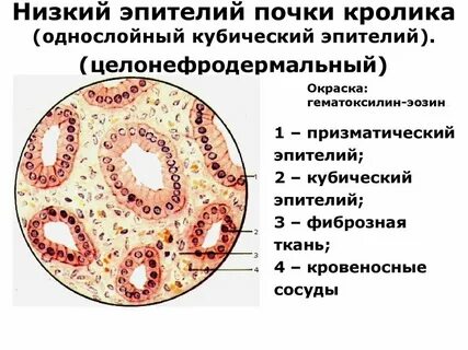 Клетки почечных канальцев