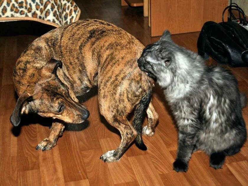 Кошка бросается на собаку. Кот кусает собаку. котенок кусает собаку. собака грызет кошку.