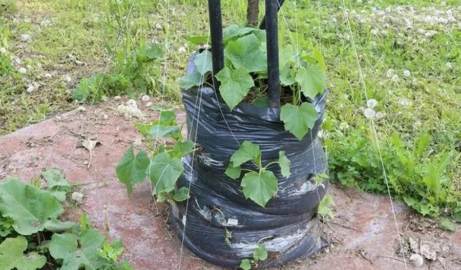 Выращиваем огурцы в мешках. Огурцы сажать в мешках на улице. Огурцы в мешках. Сажаем огурцы в мешках. Мешки для посадки растений.