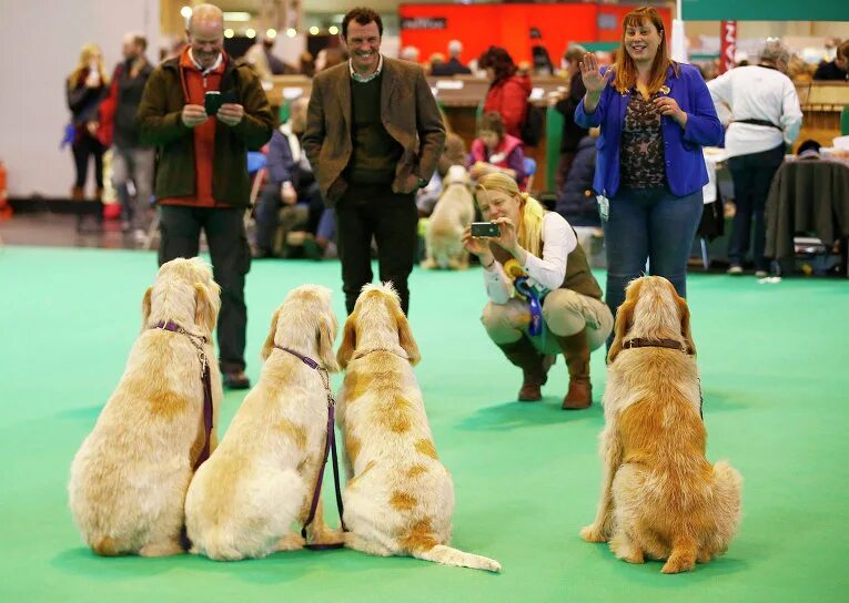 Crufts Dog show. На выставке собак. Дог-шоу. Виды выставок собак. 20 апреля выставка собак