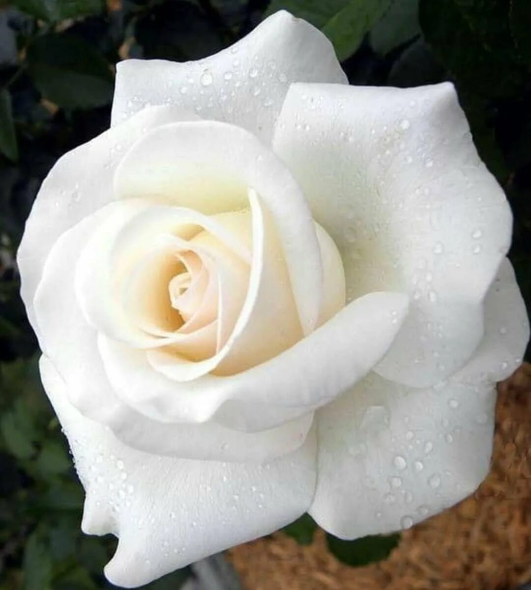 розы белого цвета