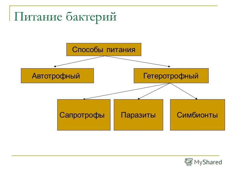 Какие различают бактерии по способу. Способы питания бактерий схема. Схема питания бактерий 6 класс. Схема питания бактерий 5 класс биология. Типы питания бактерий схема.