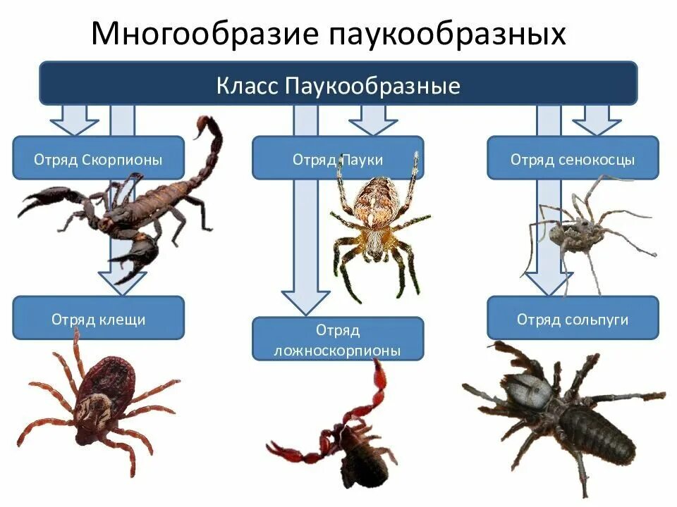 Биология 7 класс паукообразные клещи. Представители паукообразных 7 класс. Класс паукообразные систематика класса. Таблица отряды паукообразных биология 7 класс.