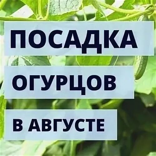 Что сажают в августе