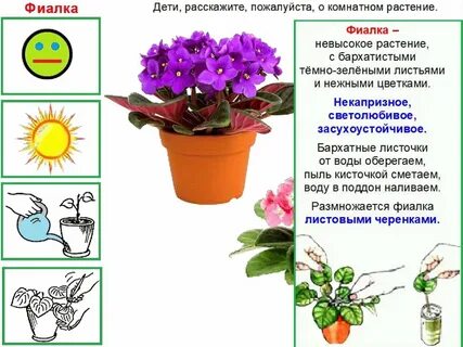 Тема комнатные цветы