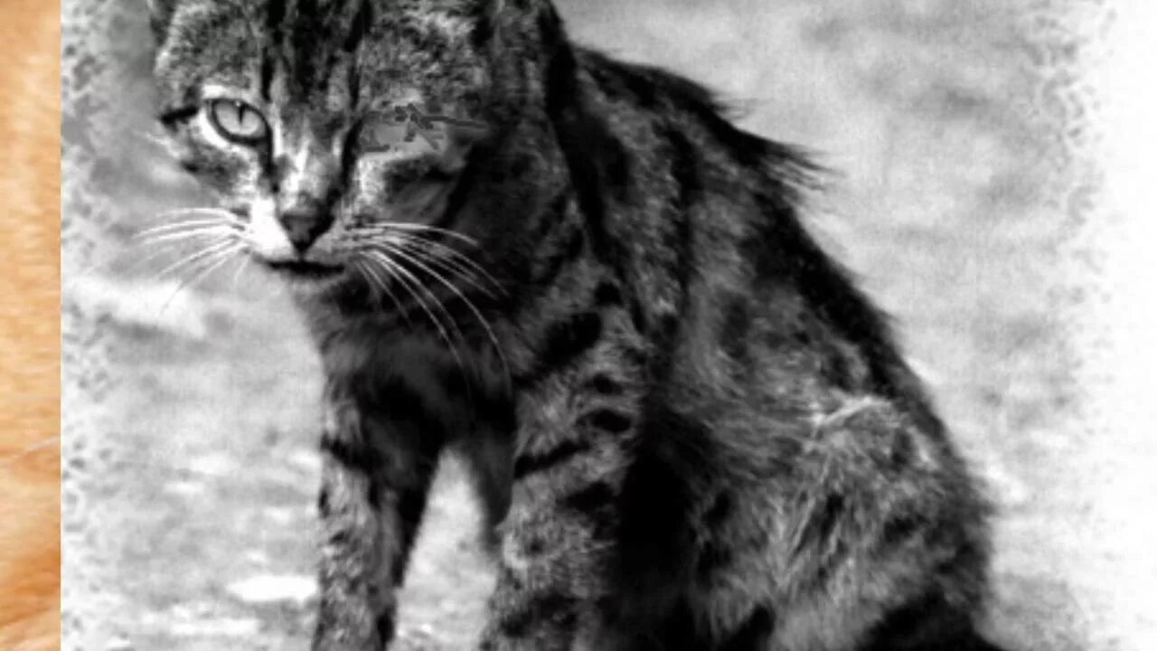 Грустные песни про кота. Стих про кошку. Грустный кот видео. Стих про кота грустный. Грустная песня о котенке.