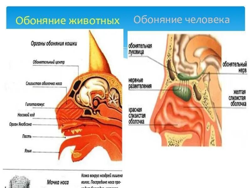 Обоняние у млекопитающих. Обонятельный анализатор животных строение. Органы обоняния строение у животных. Строение анализатора обоняния. Строение органа обоняния.