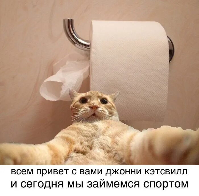 Spock has become a cat Funny cat memes, Cat memes, Cats