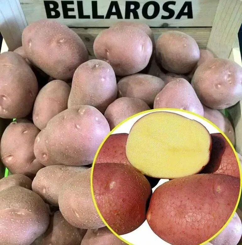Беллароза картофель характеристика отзывы вкусовые. Сорт картофеля Беллароза. Картофель семенной Беллароза. Ред Скарлет, Беллароза:.
