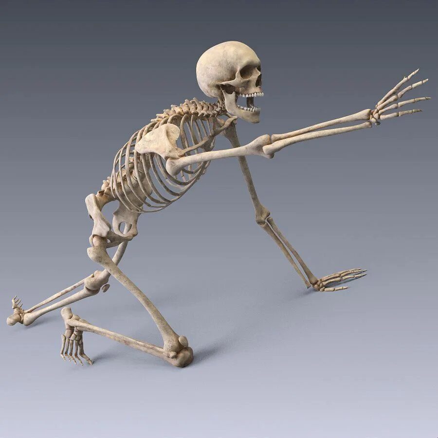 Человеческий скелет. Модель скелета. Скелет 3д модель.