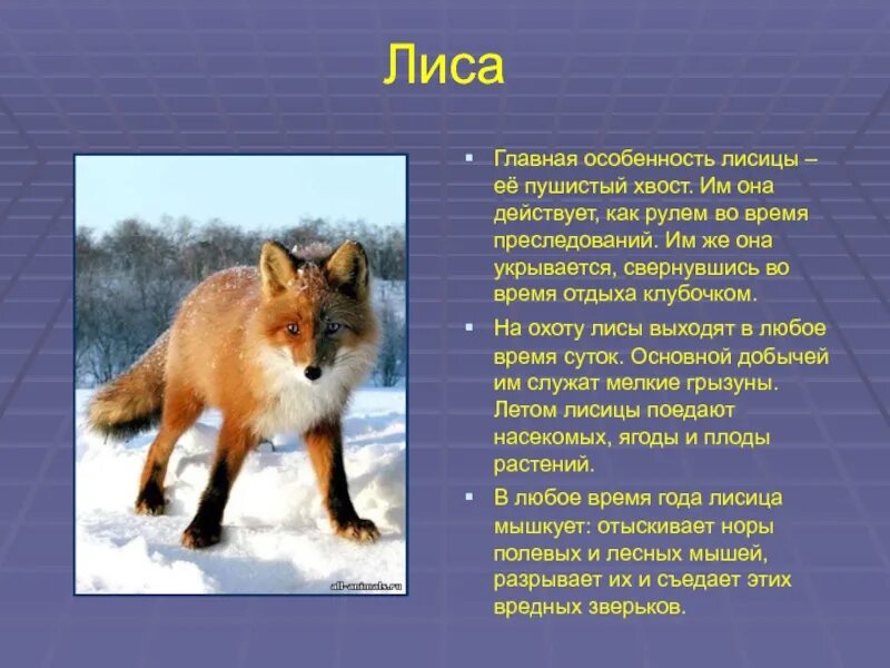 В какой природной зоне россии встречается лисица. Описание лисы. Рассказ о лисе. Доклад о лисе. Лиса доклад.