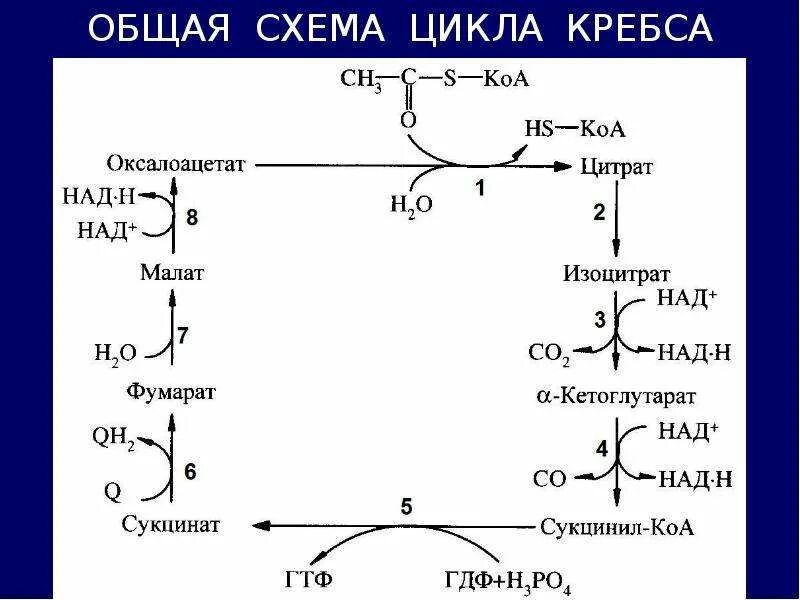 Ацетил кофермент а в цикле кребса. Цикл кребса схема биохимия. цикл кребса углеводы. ацетил коа цикл кребса. фумарат цикл кребса.