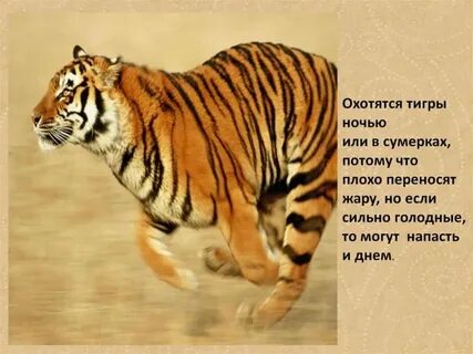 Тигр кратко для детей