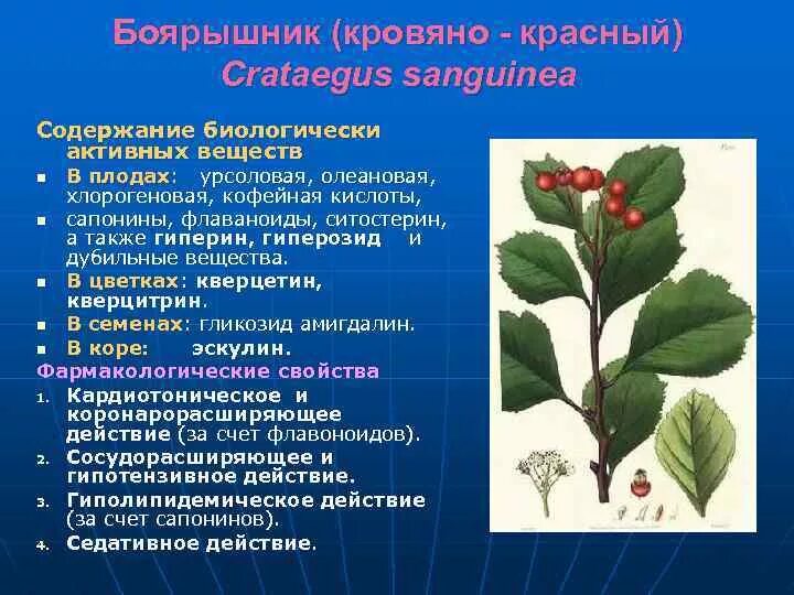 Вещества растений содержащие. Травы содержащие сапонины. растения содержащие сапонины. фитотерапия дубильные вещества. основные бав лекарственных растений.