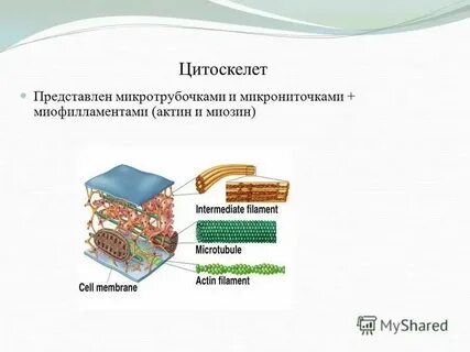 Выполняемые функции цитоскелета