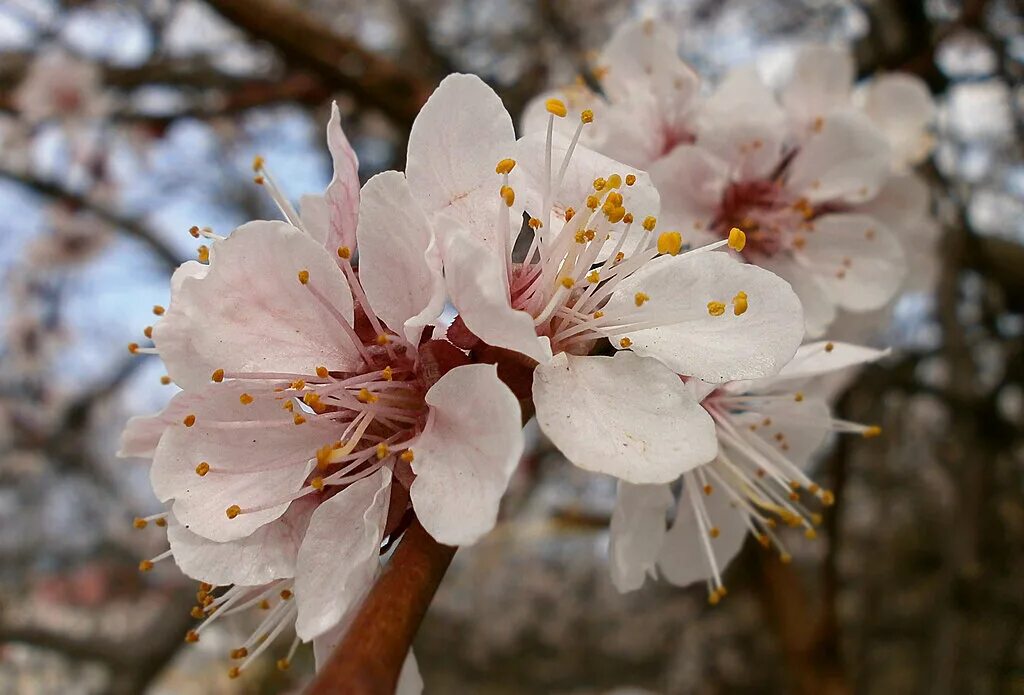 цветущий миндаль в крыму. миндаль дерево цветение. цветение миндаля в крыму. цветение миндаля. миндаль цветет весной.