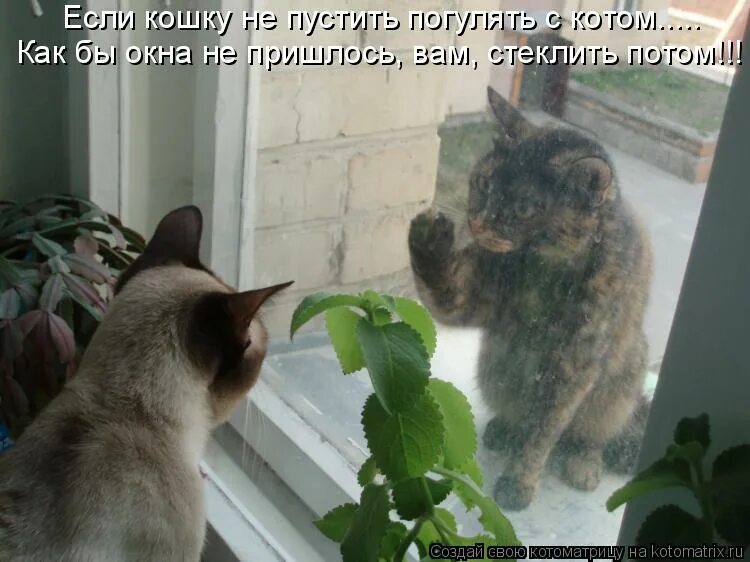 Понедельник весна юмор. Кот ждет. Почему не хочется выходить из дома. Гомер симпсон цитаты. Будка для собаки прикол.