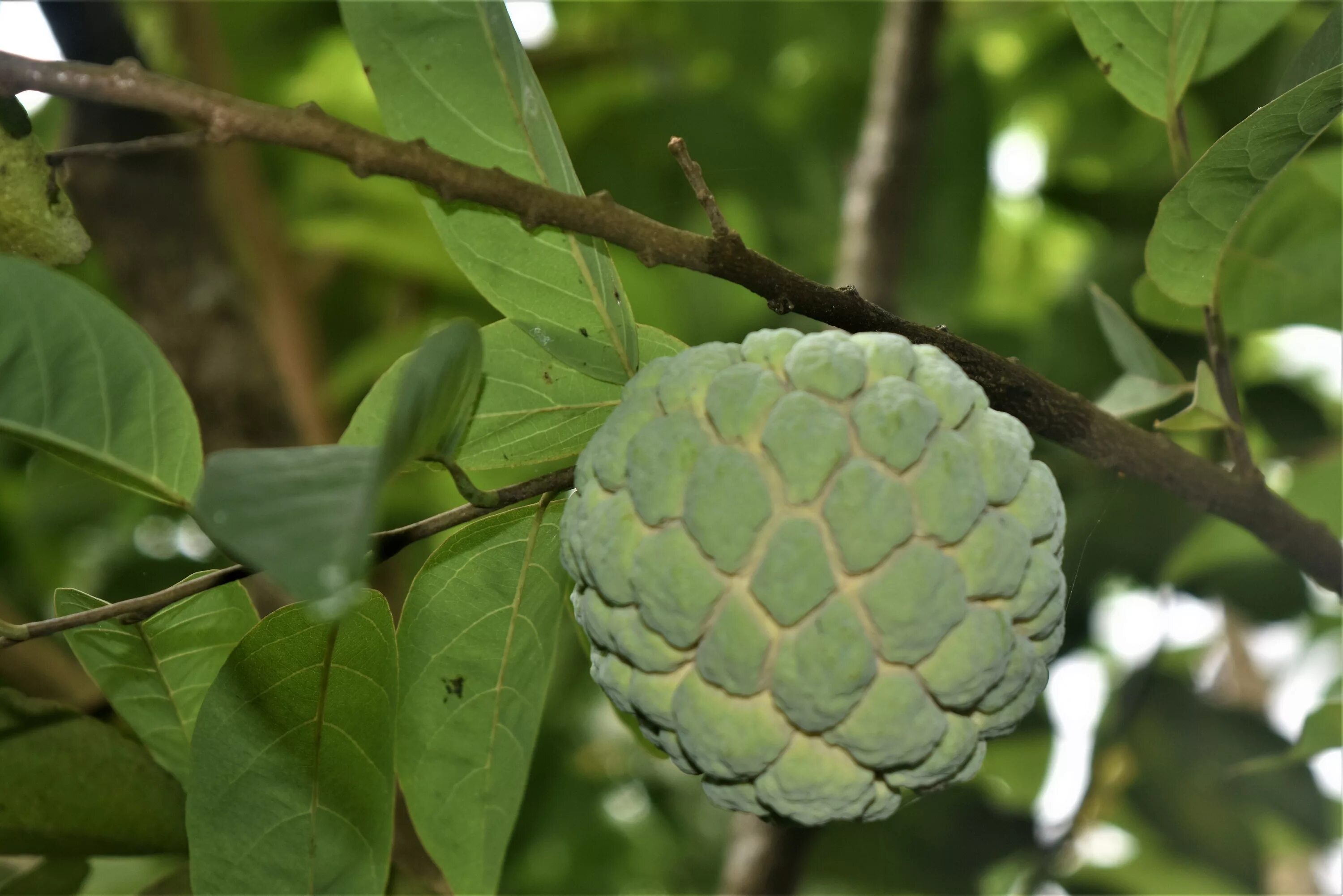 Sugar apple fairytale аниме. Сахарное яблоко аниме. Сахарное яблоко вьетнам. Из аниме сахарное яблоко. Sugar apple fairytale аниме.