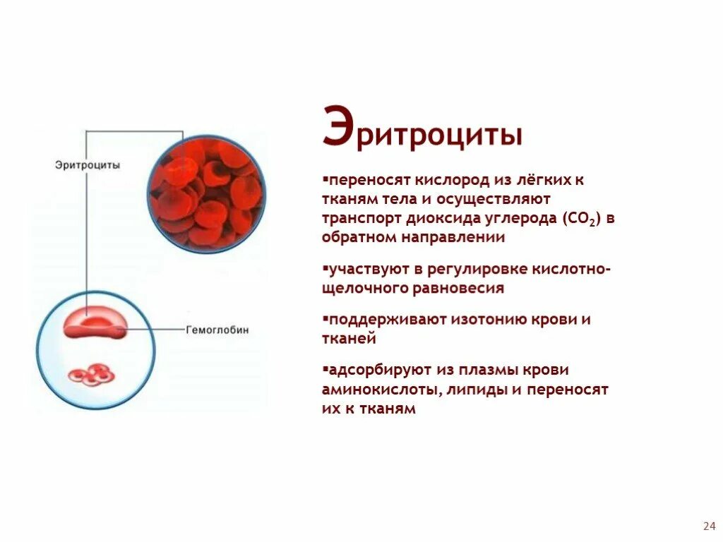 Гемоглобин какая ткань. Перенос кислорода в крови осуществляют эритроциты. Эритроциты переносят кислород. Перенос кислорода эритроцитами. Перенос кислорода к тканям осуществляют.