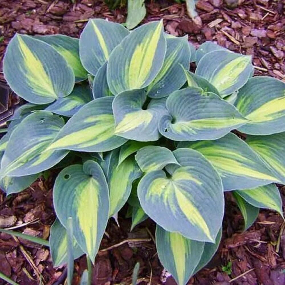 Класс хост. Хоста &quot;touch of class&quot; (hosta). хоста гибридная touch of class. хоста тач оф гласс. хоста хоста минки.