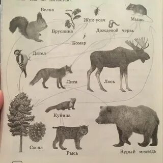 Взаимосвязи тайги