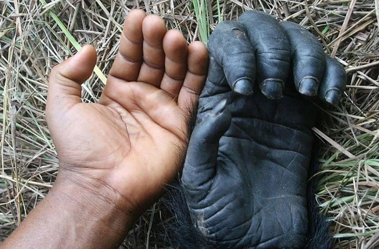 Рука шимпанзе. Кисть руки человека и обезьяны. Шимпанзе передняя конечность