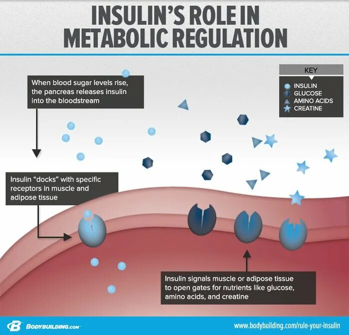 Инсулин усиливает. Протеин инсулин. Инсулин фитнес. Инсулин в бодибилдинге. Пузырь после инсулина.