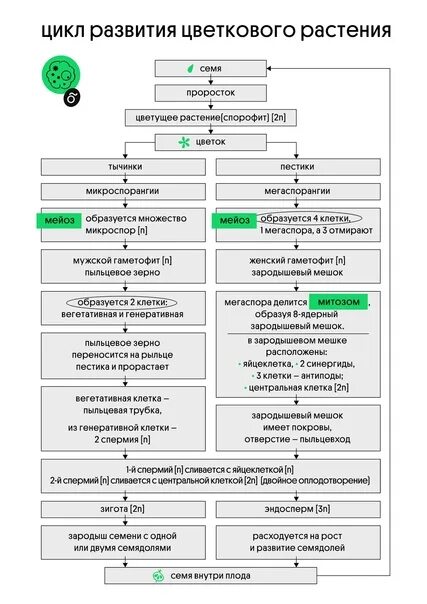 Способы и виды размножение цветковых растений. Цикл цветковых растений схема. цикл покрытосеменных растений. цикл развития цветковых. цикл развития цветкового растения.