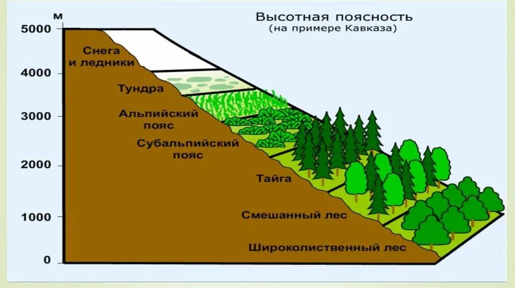 Высотная поясность класс 8 класс. Высотная поясность гор Кавказа. Высотная поясность в горах Кавказа. Высотная поясность 8 класс кавказские горы. Сколько высотных поясов в горах